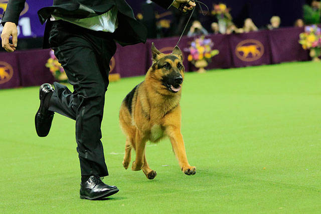 Kent woman to judge at Westminster Kennel Club Dog Show in New York