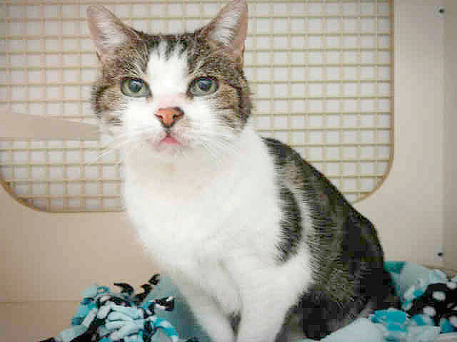 Bella, Charlie head list of Kent’s most popular pet names