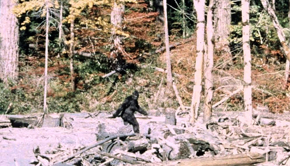 Frame 352 of the 1967 Patterson-Gimlin film, which allegedly depicts a Sasquatch walking in Northern California.