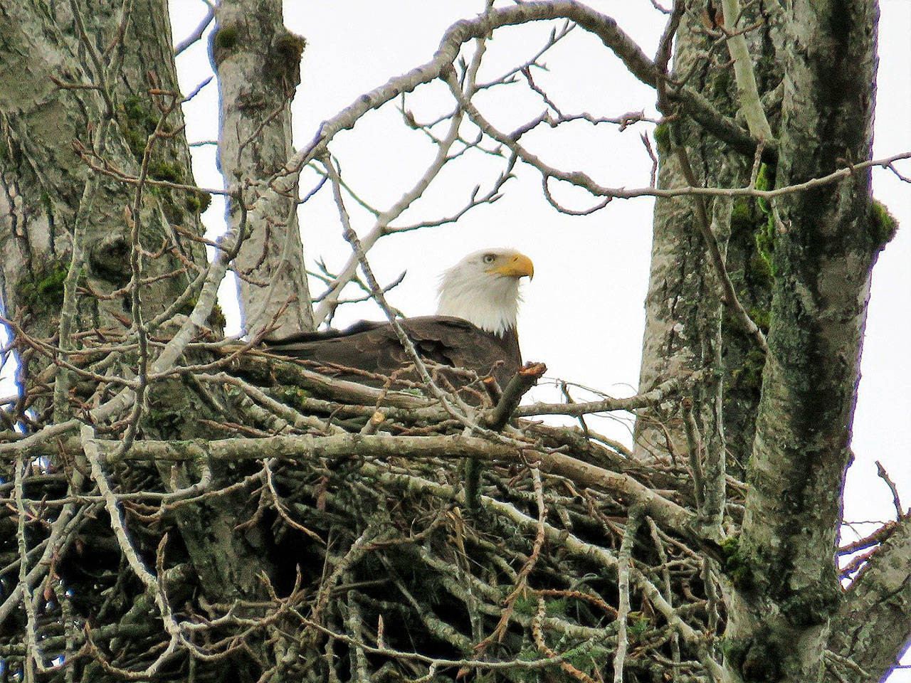 An eagle rests perched in his nest high above a tree behind the Riverbend Golf Course in Kent. COURTESY PHOTO, Julene Bailie