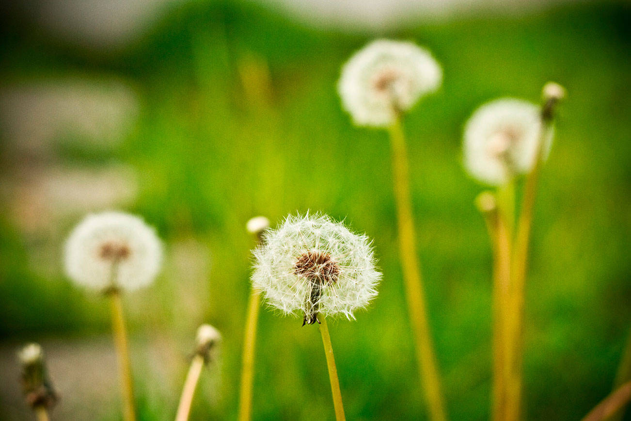 COURTESY PHOTO, MultiCare