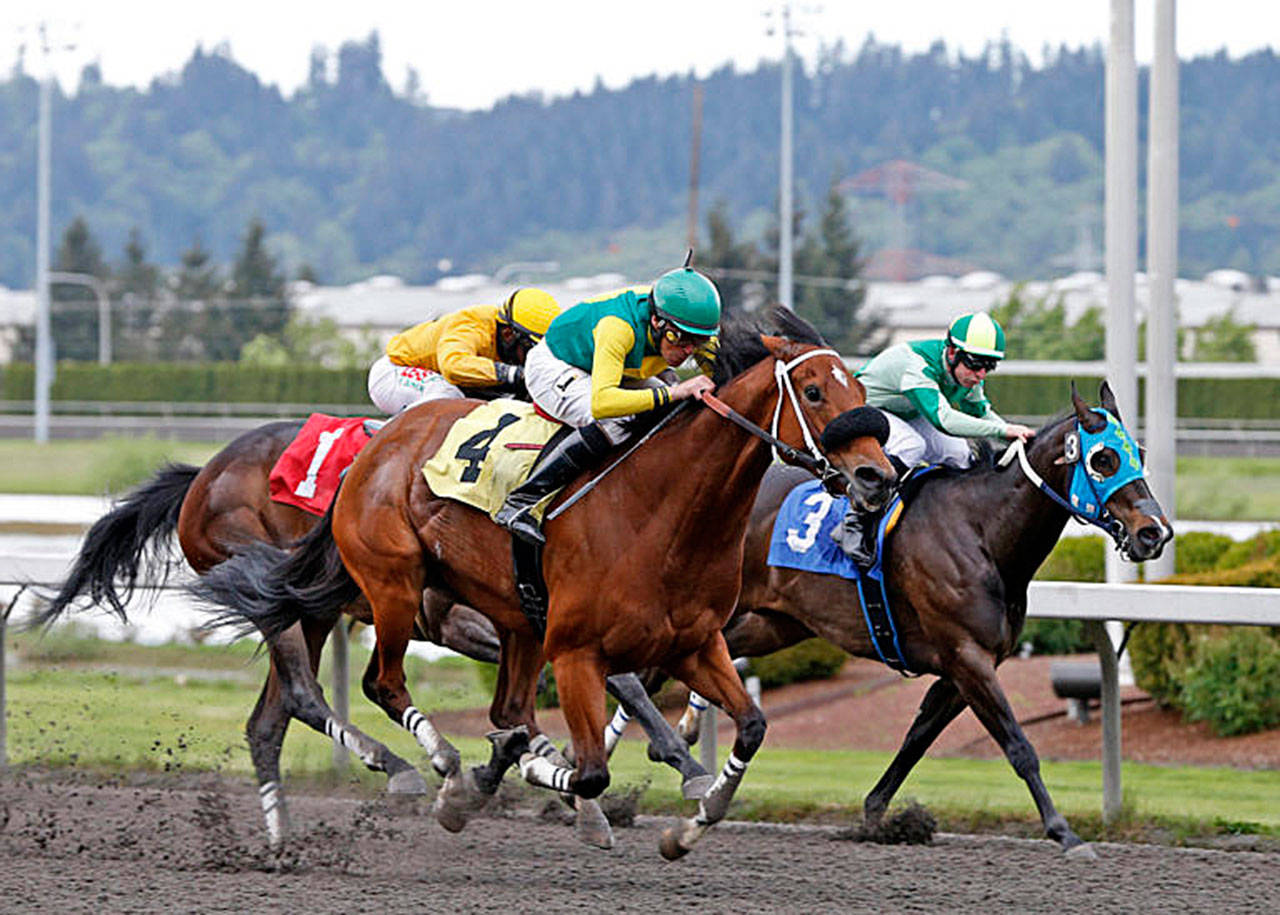 Citizen Kitty (4), with Jose Zunino aboard, takes a 1 ¼-length victory Sunday in the $21,500 Muckleshoot Casino Purse for older fillies and mares at Emerald Downs. COURTESY TRACK PHOTO
