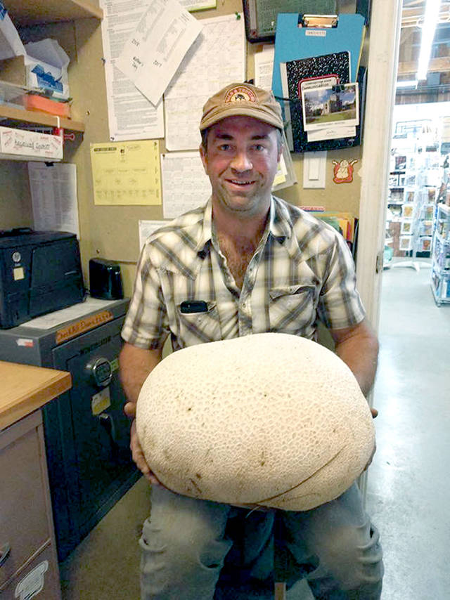 Chimacum man finds huge mushroom in his field