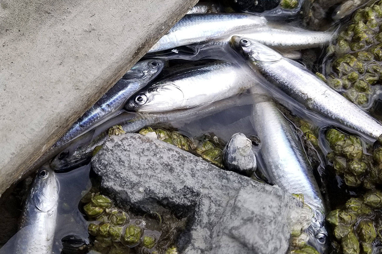 Dead Liberty Bay anchovies likely the result of natural processes
