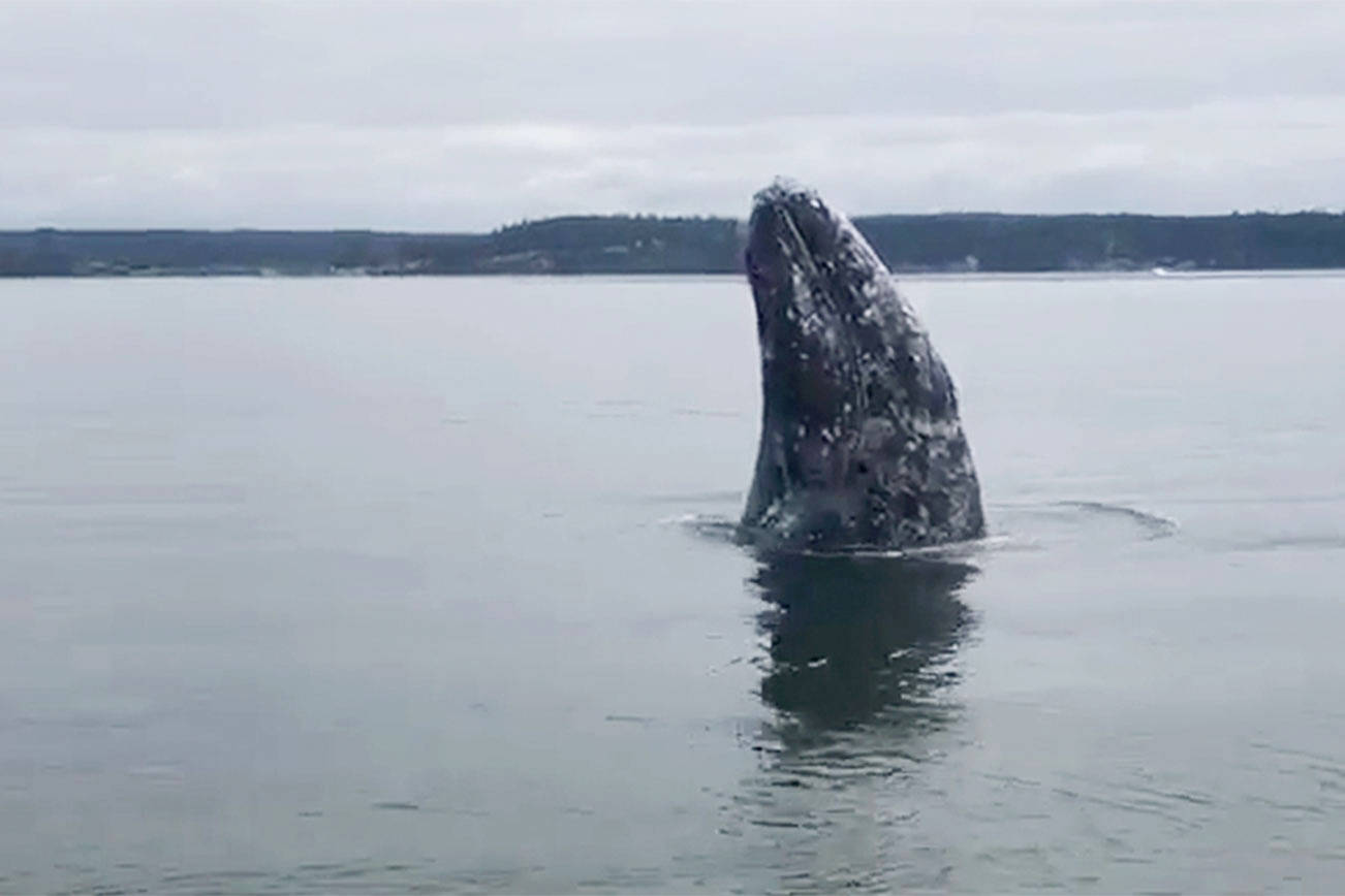 Video: A gray whale stops by Hat Island to spout off and eat