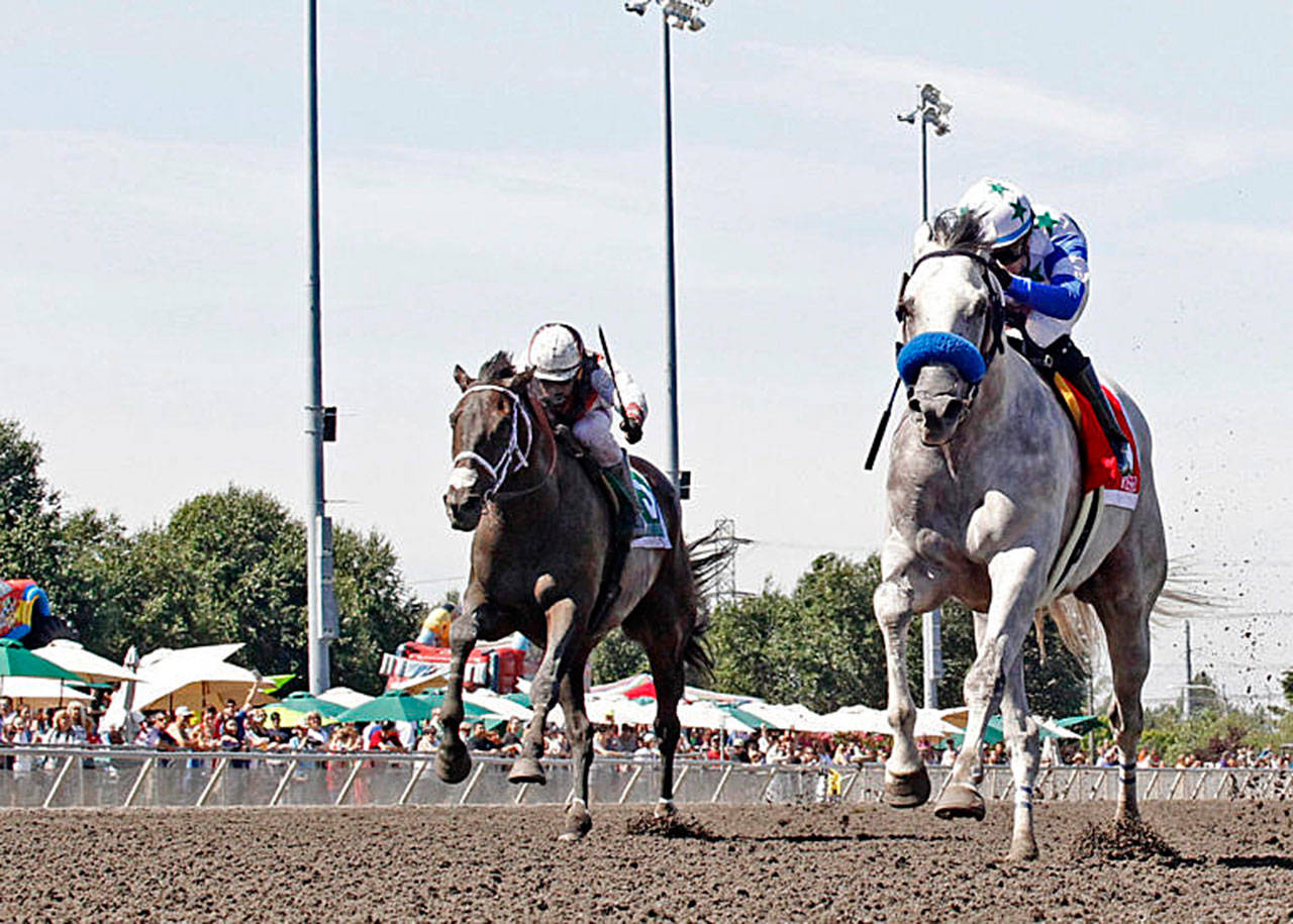 Dedicated to You, left, was promoted to first in the Budweiser Stakes after the race winner, Riser, was disqualified for interfering with another horse at the break at Emerald Downs on Sunday. COURTESY TRACK PHOTO