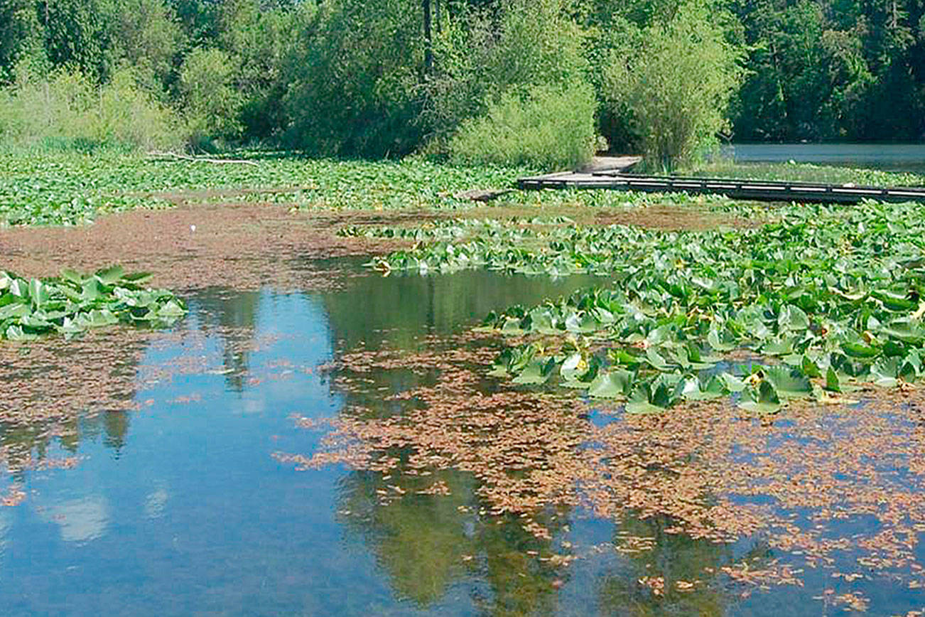 Kent issues toxic algae alert at Lake Fenwick