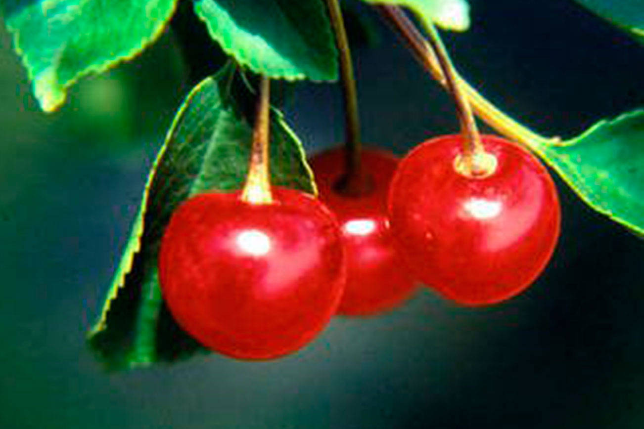 Trade wars hit state’s cherry growers hard | Brunell