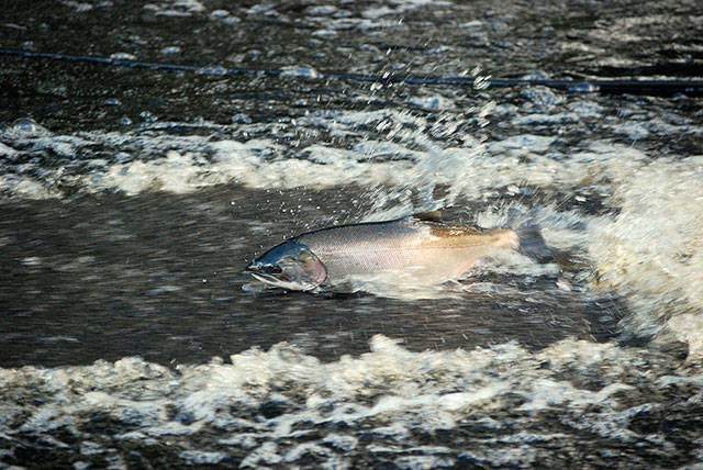 Puget Sound residents can help scientists learn why salmon are dying from toxic runoff