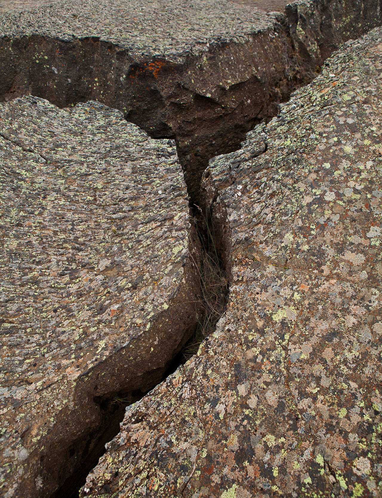 Earthquake cracks in lava, lichen on top. Photo courtesy of The Herald