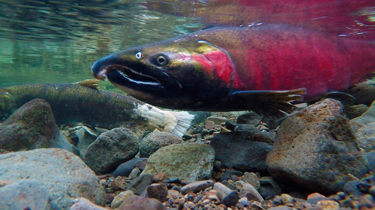 A coho salmon. Flickr/Bureau of Land Management