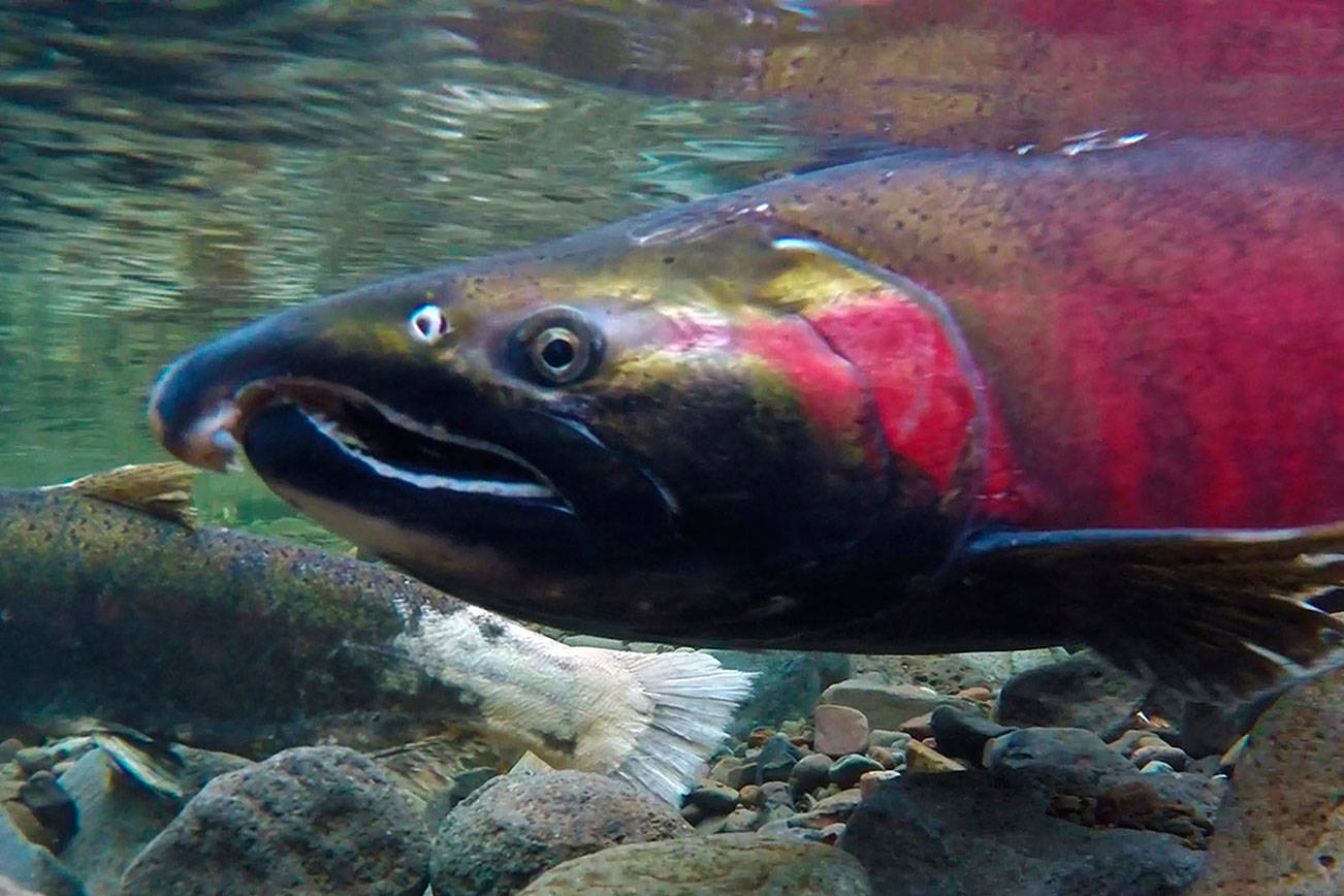 Climate change could kill salmon’s sense of smell