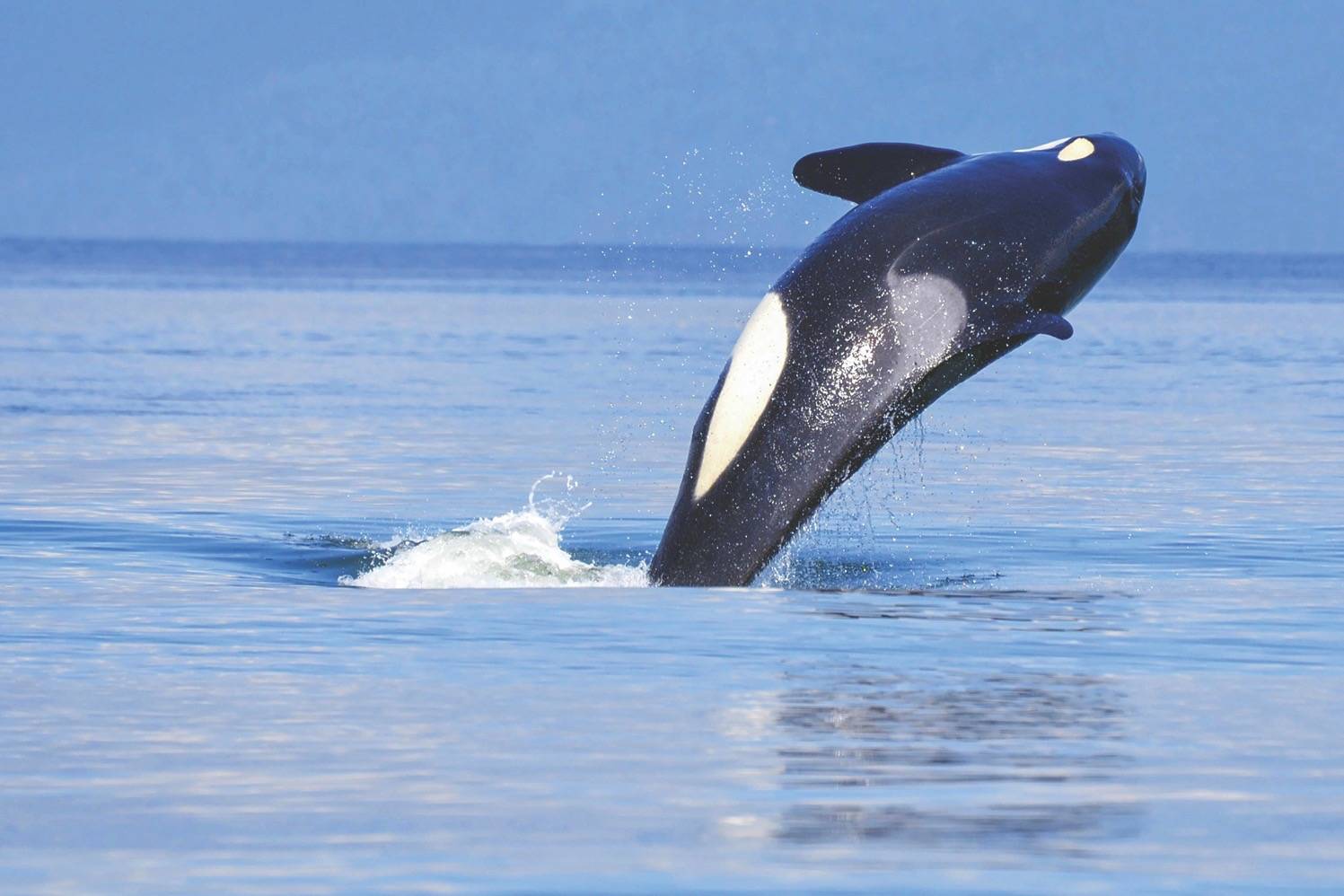 Woman on 17-day fast to spotlight orcas’ plight