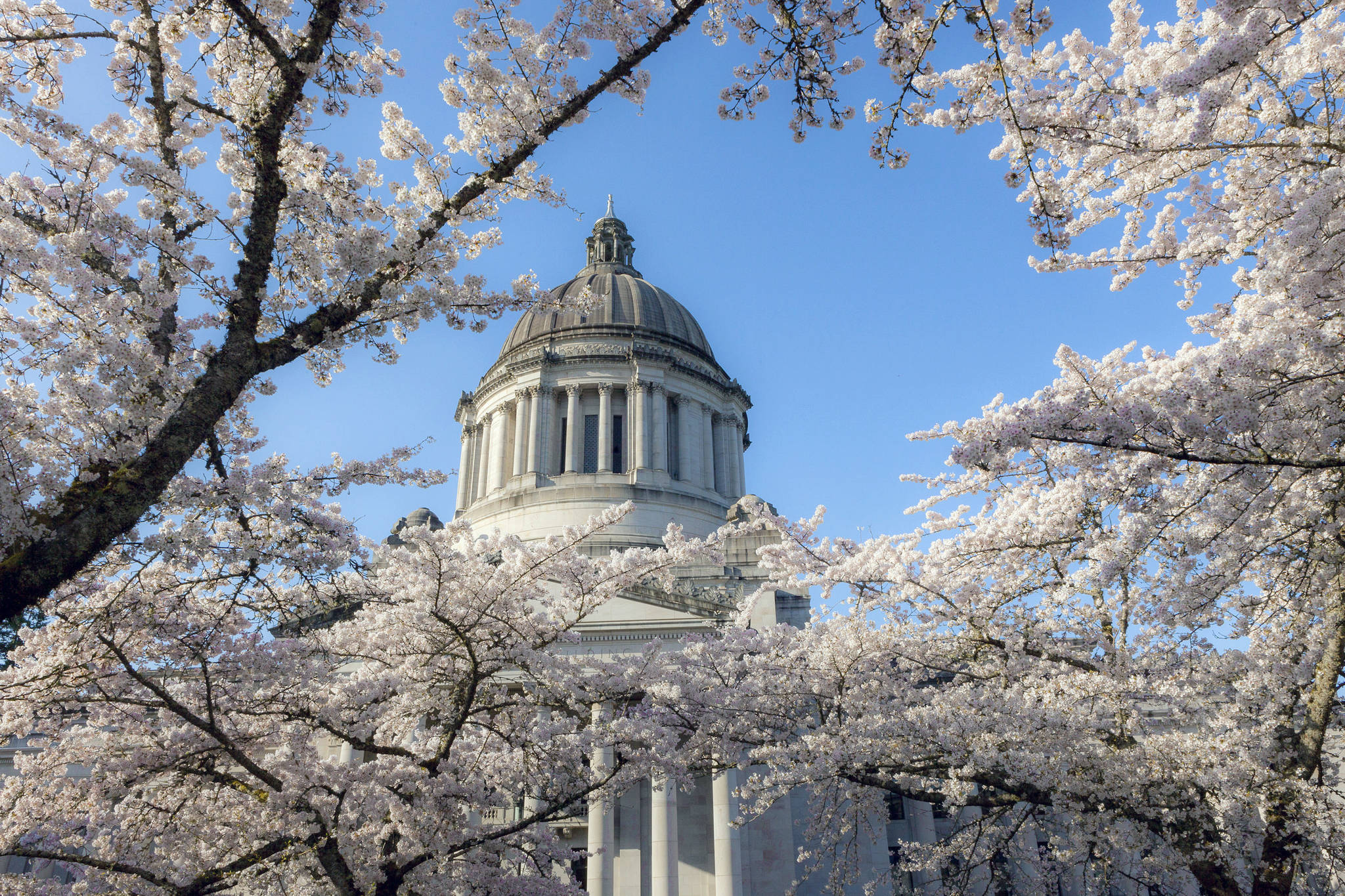 Cherry trees fully in bloom at the State Capitol Building in Olympia. Photo by Linda J. Smith
