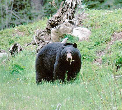 A state Department of Fish and Wildlife file photo of a black bear, possibly similar to the bear spotted Wednesday on the East Hill in Kent. COURTESY PHOTO, State Dept. of Fish and Wildlife