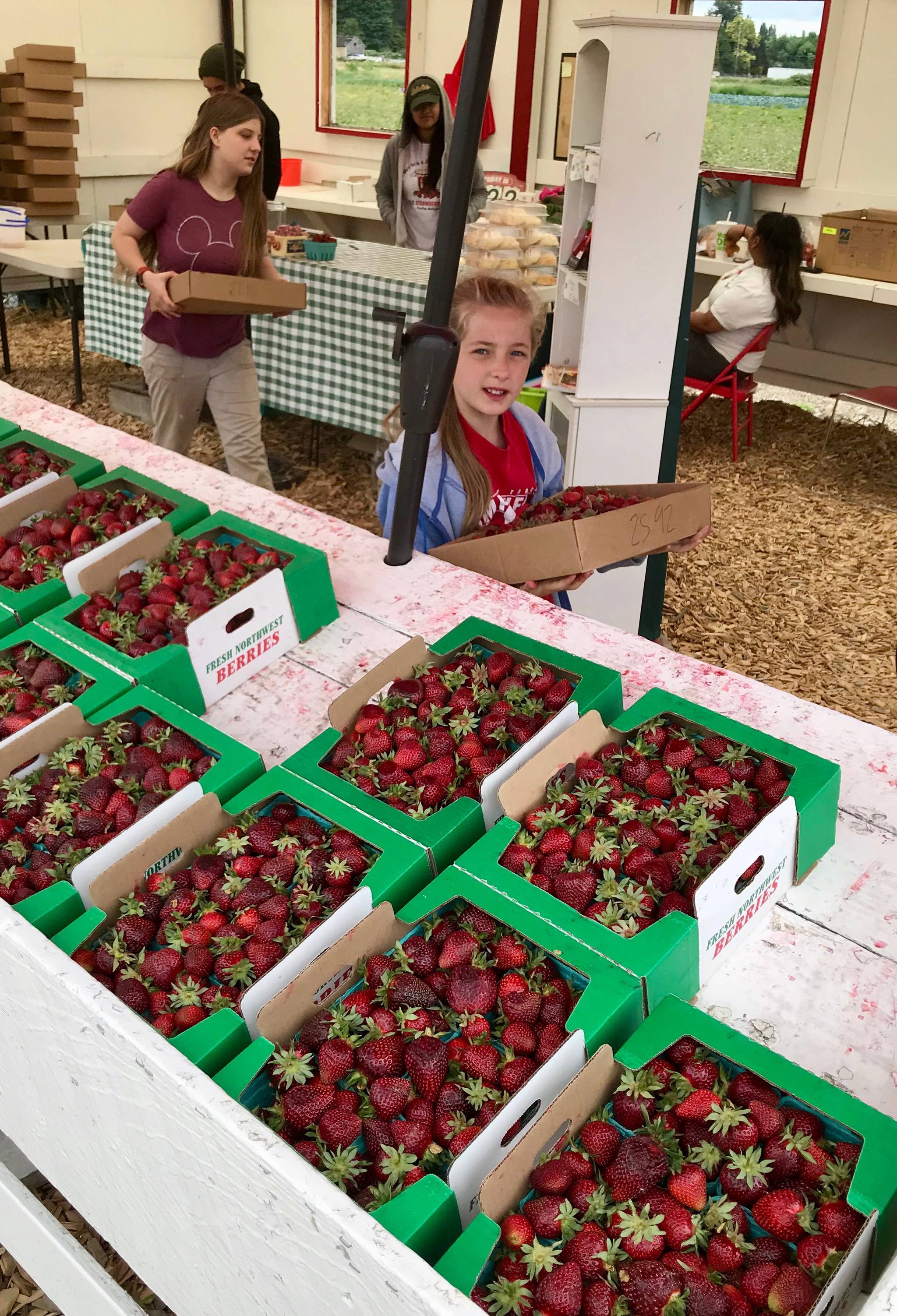 Customers carry out freshly picked strawberries on Saturday from the Al Duris Strawberry Farm along Frager Road South in Kent. MARK KLAAS, Kent Reporter