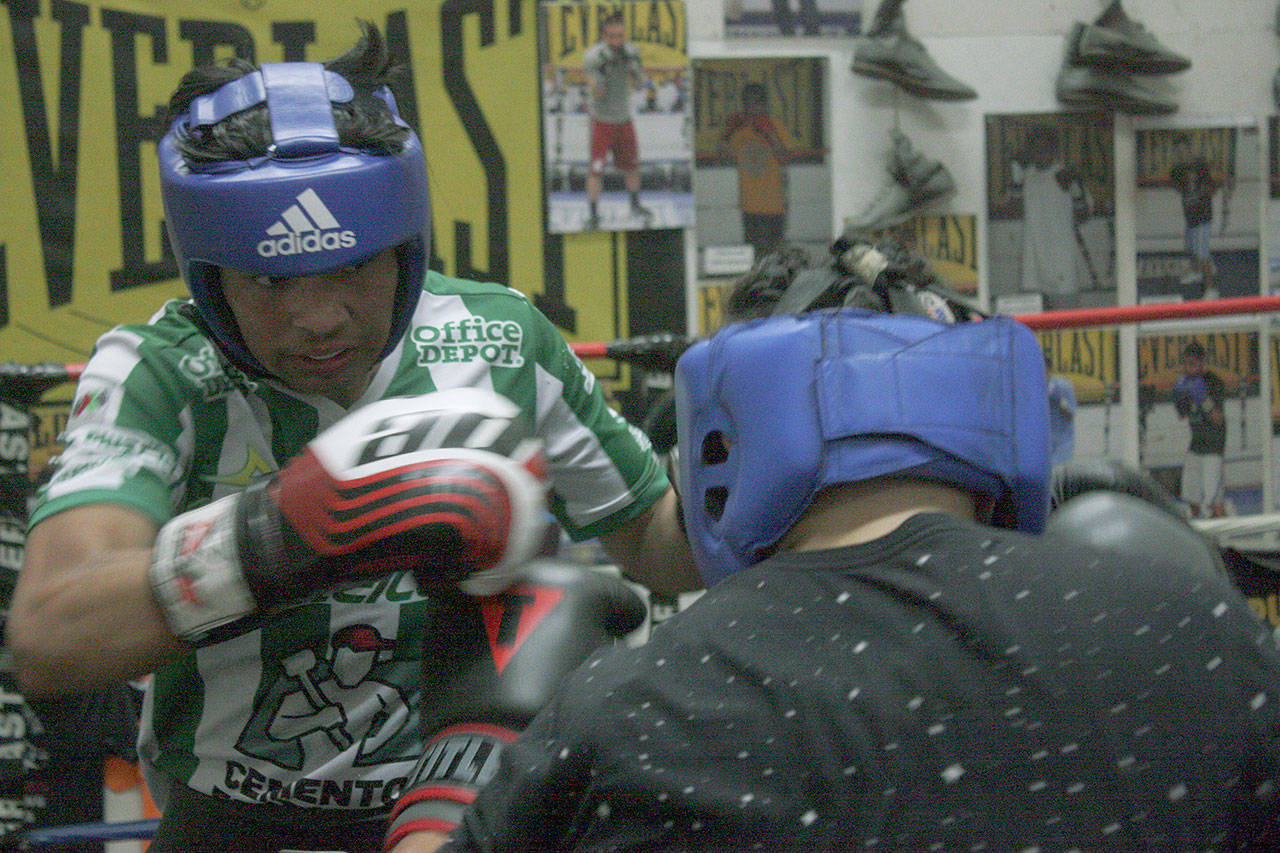Willie Gomez, a Kent-Meridian High School senior-to-be, spars at the White Center PAL (Police Activities League) Gym in Seattle in preparation for his pro debut Aug. 3. MARK KLAAS, Kent Reporter