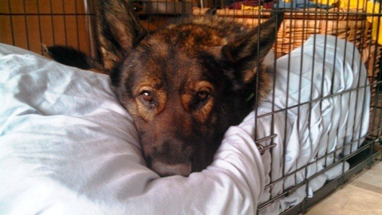 Kato, a Kent Police dog, shown here in recovery after being stabbed by a suspect in 2013. Kato, now retired, was part of three lawsuits filed against the city for incidents in 2016. COURTESY PHOTO, Kent Police