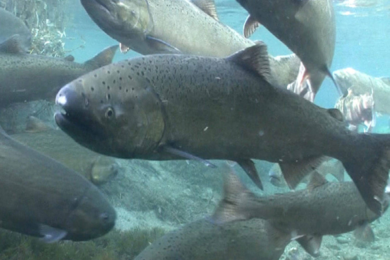 Salmon SEEson returns: spot fish coming home to King County rivers and streams