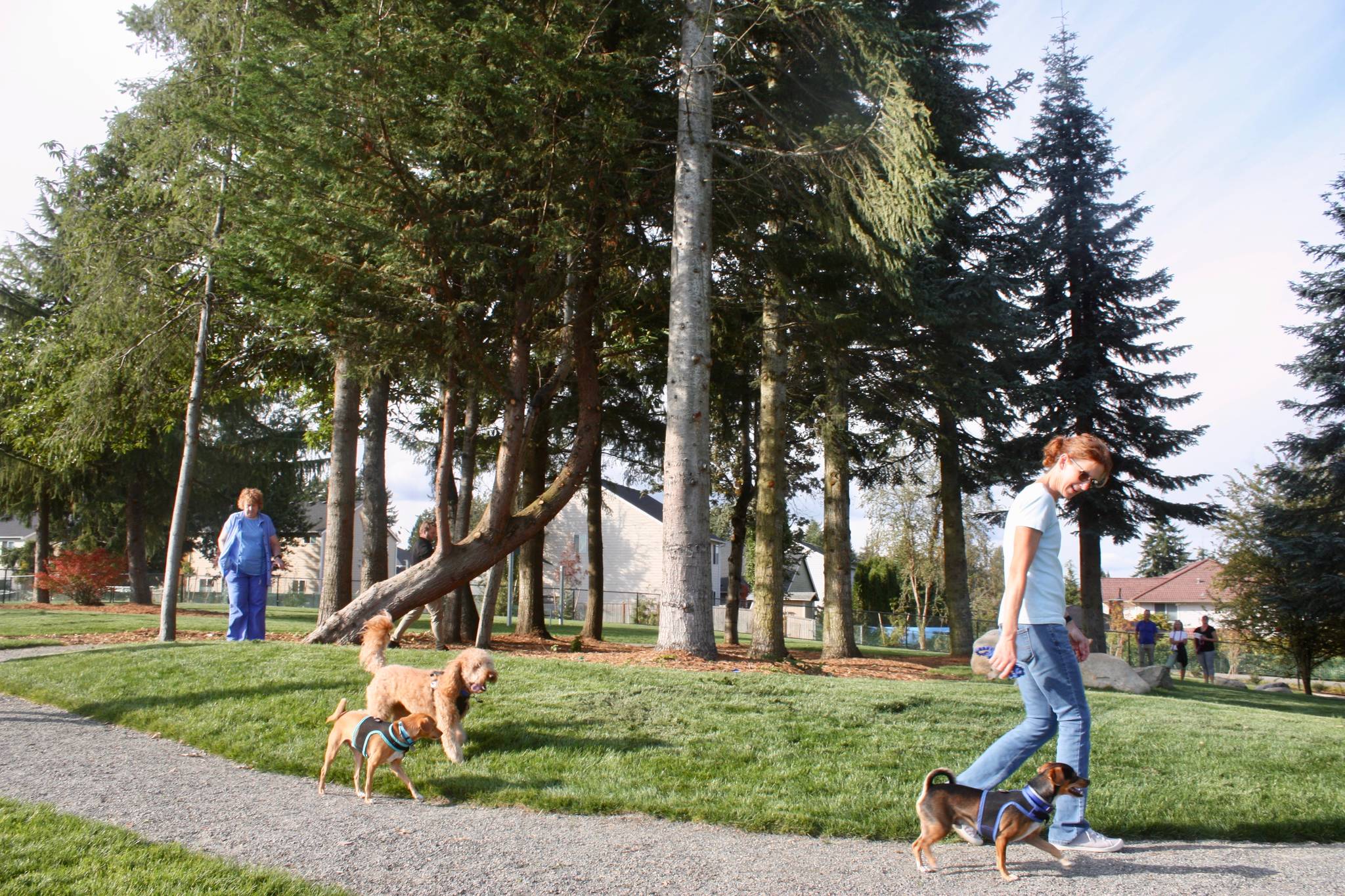Enhanced Morrill Meadows Park features a leash-free dog park area with a separate section for small or shy dogs. MARK KLAAS, Kent Reporter