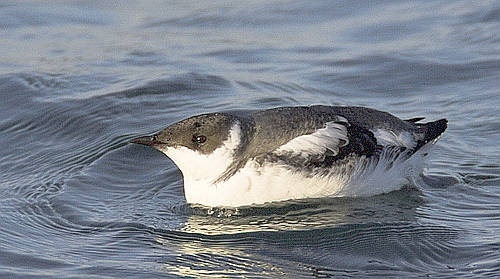 Habitat for the marbled murrelet in King County includes areas around the Middle and North Forks of the Snoqualmie River, as well as areas around the Skykomish and Upper Cedar rivers. File photo