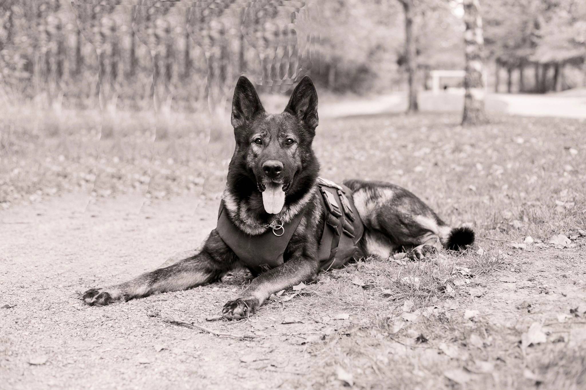 The community is mourning the loss of Kato, a Kent Police K-9. COURTESY PHOTO, Kent Police