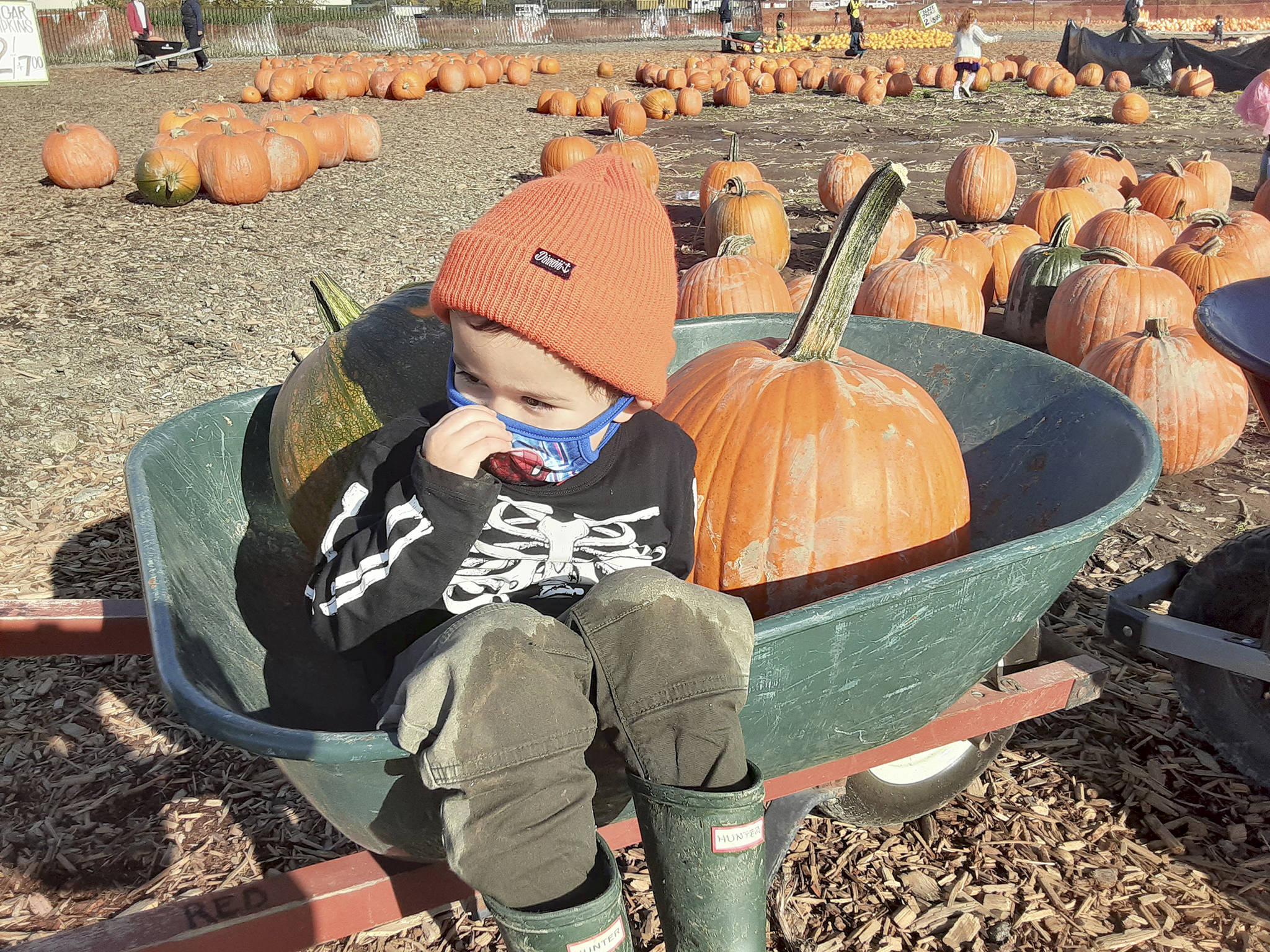 Milo Cleveland, age 4 but closing in on 5, was excited about the prospect of pumpkins last week at the Carpinito Bros. Pumpkin Patch, 27508 W. Valley Hwy. N. in Kent. ROBERT WHALE, Sound Publishing