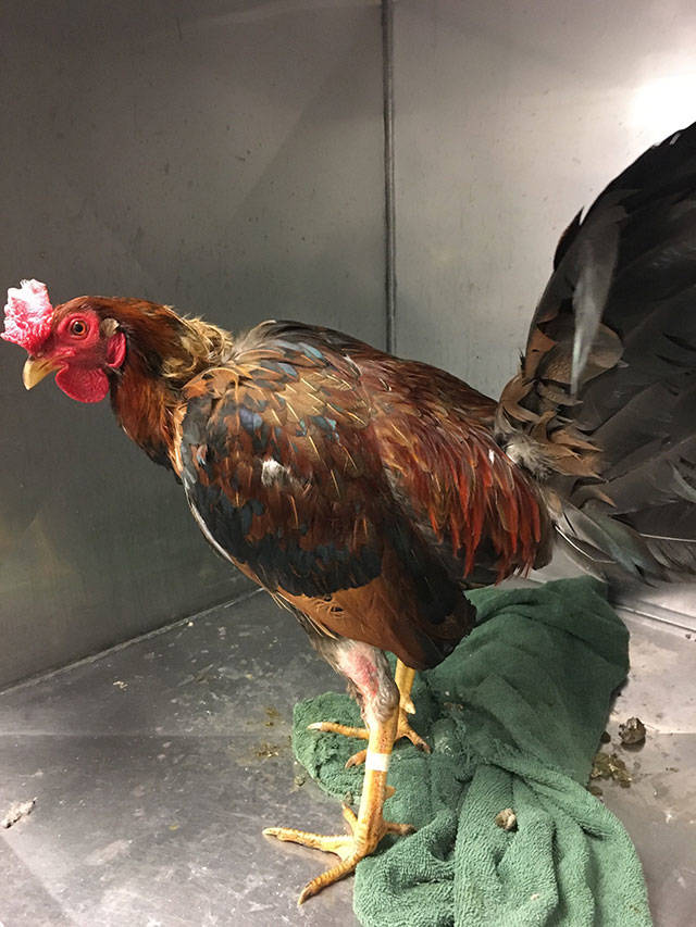One of the roosters removed in 2020 from a Kent property by Regional Animal Services of King County during an investigation of the birds being raised and sold for cockfighting. COURTESY PHOTO, Regional Animal Services of King County