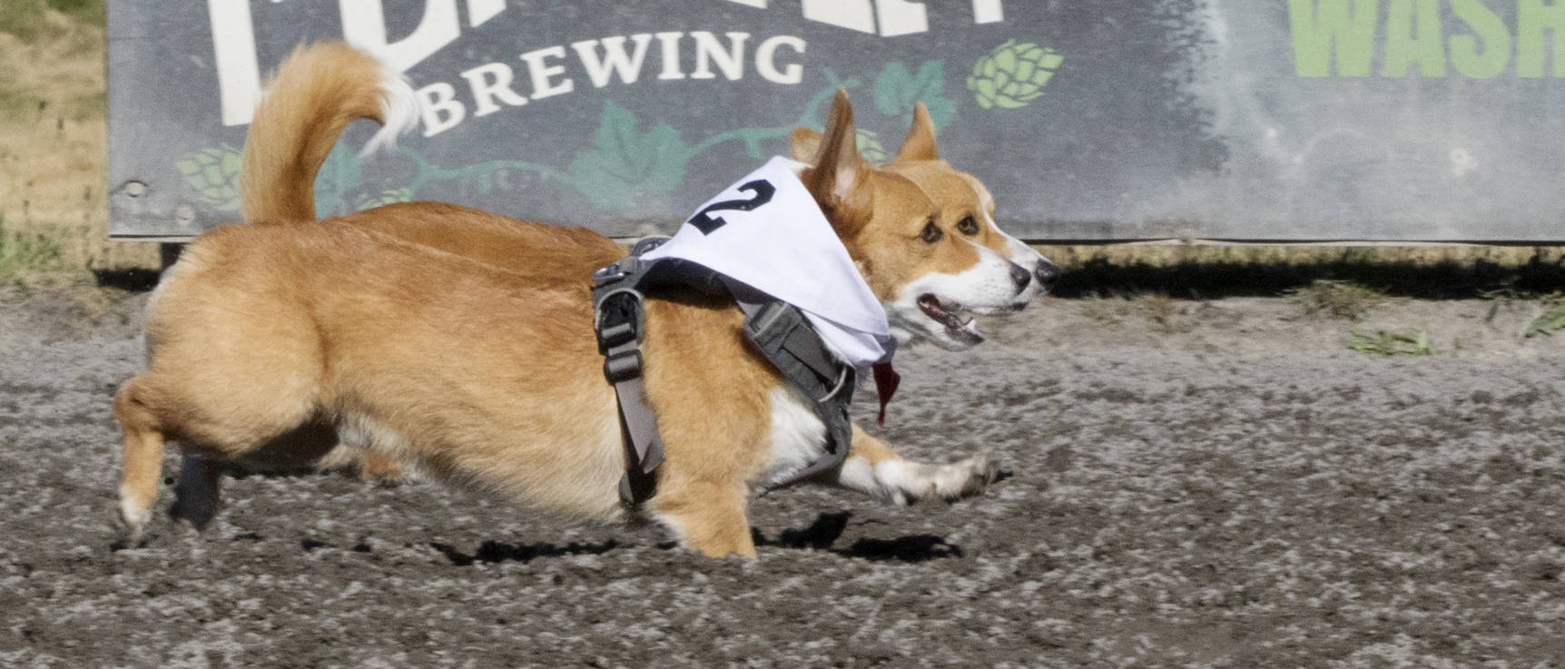 Angus and another corgi are neck and neck during a race July 25 at Emerald Downs. COURTESY PHOTO, Emerald Downs