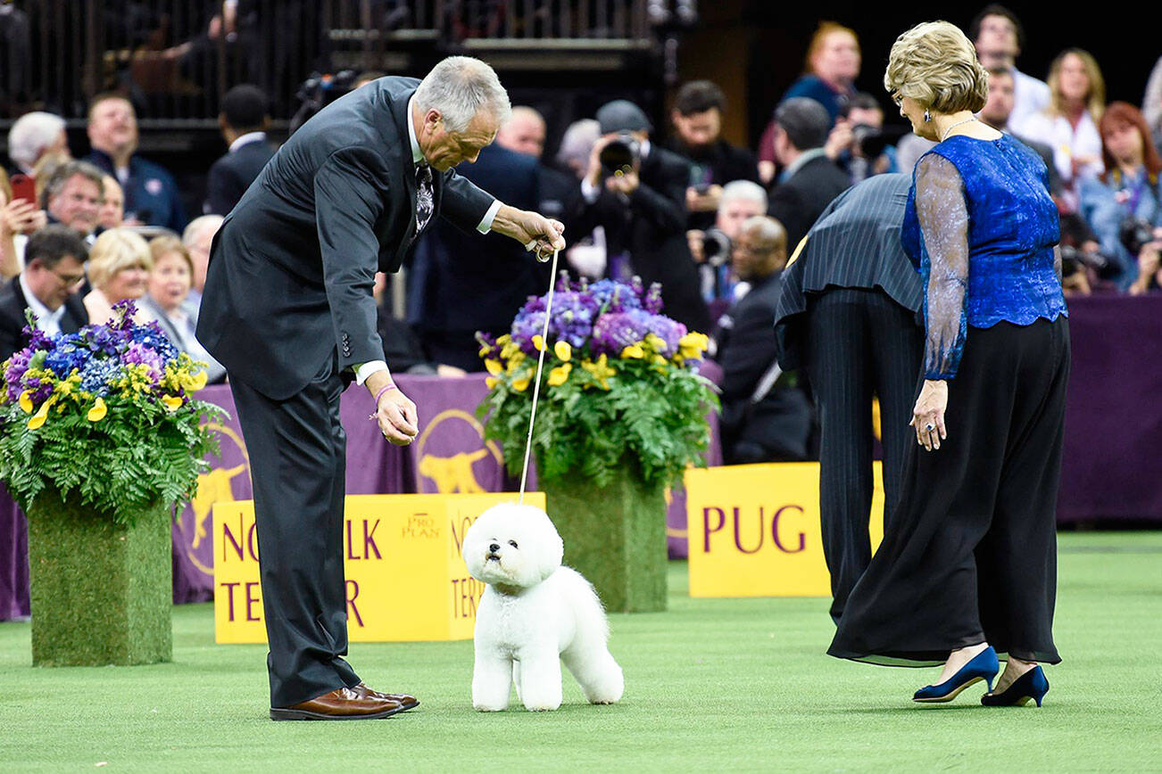 The 146th Annual Westminster Kennel Club Dog Show is set for Jan. 26 in New York. COURTESY PHOTO, Westminster Kennel Club