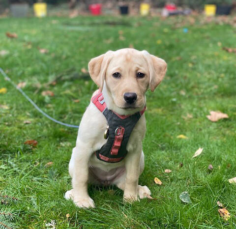 Three-month-old yellow lab Daisy is part of the Cadence at Kent-Meridian Furtissimo Pet Program, sharing comfort and cuddles with residents.