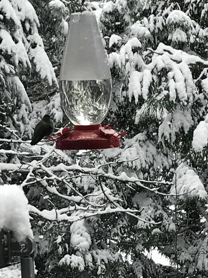 A bird seeks a drink in the snow and cold. COURTESY PHOTO, Grace Gallant