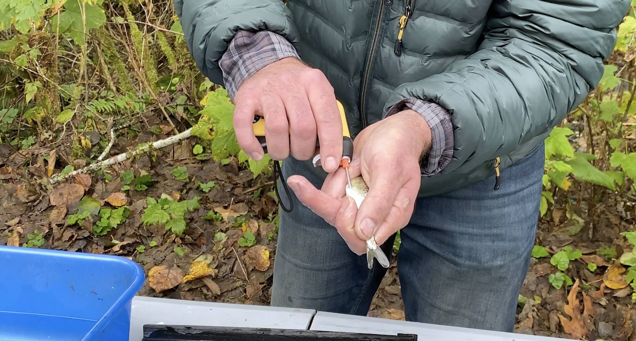 Chris Gregersen injects a young chinook salmon with a small transponder used for tracking the migration of the fish. Photo courtesy of King County