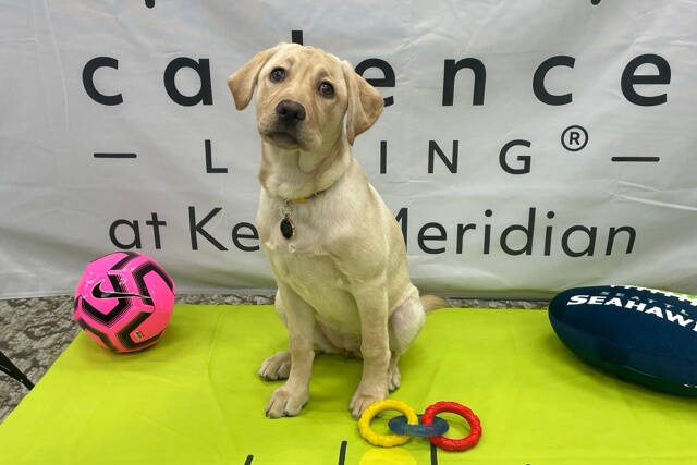 Daisy, the four-month old yellow lab, is using the Olympics as inspiration in her training for Cadence at Kent-Meridian’s Furtissimo Pet Program.