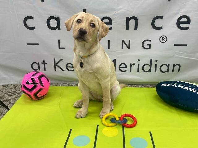 Daisy, the four-month old yellow lab, is using the Olympics as inspiration in her training for Cadence at Kent-Meridian’s Furtissimo Pet Program.