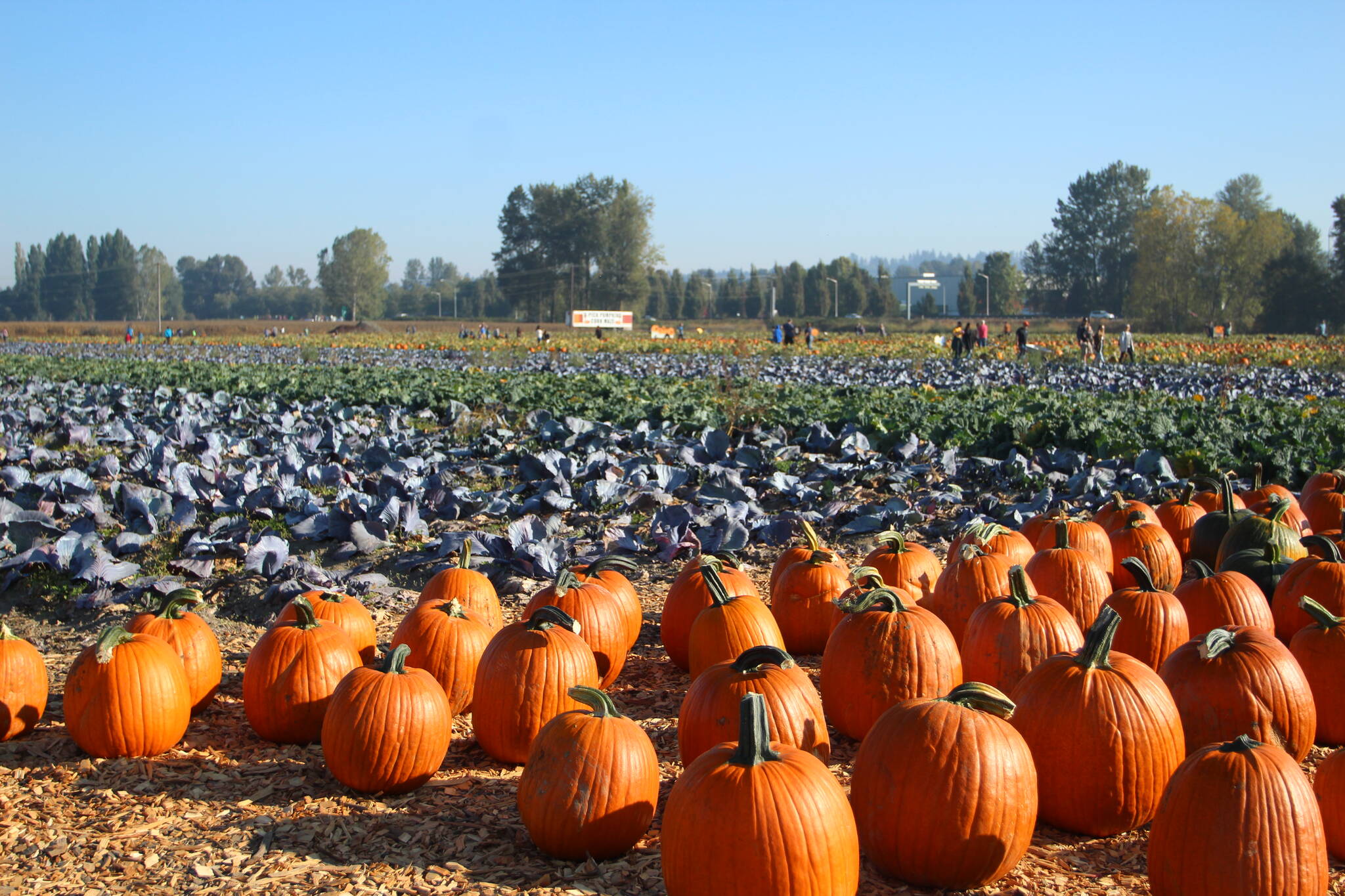 Photos by Olivia Sullivan / Sound Publishing
Pumpkins await visitors at Carpinito Brothers Farm Pumpkin Patch in the Kent Valley.