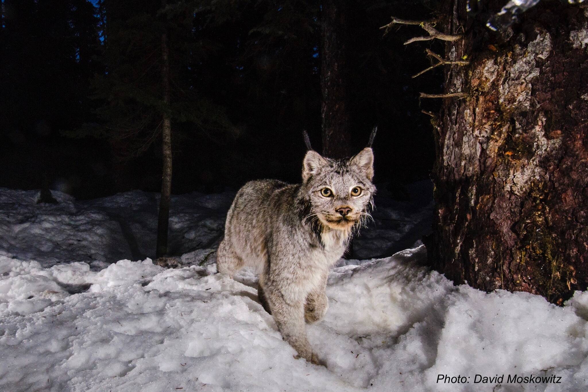 Canada lynx. (Photo courtesy of David Moskowitz)