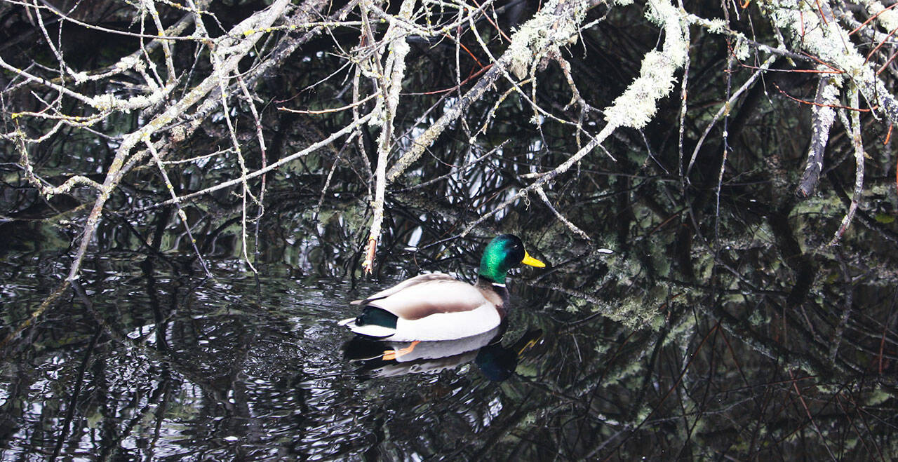 A duck takes a swim in Clark Lake. STEVE HUNTER, Kent Reporter