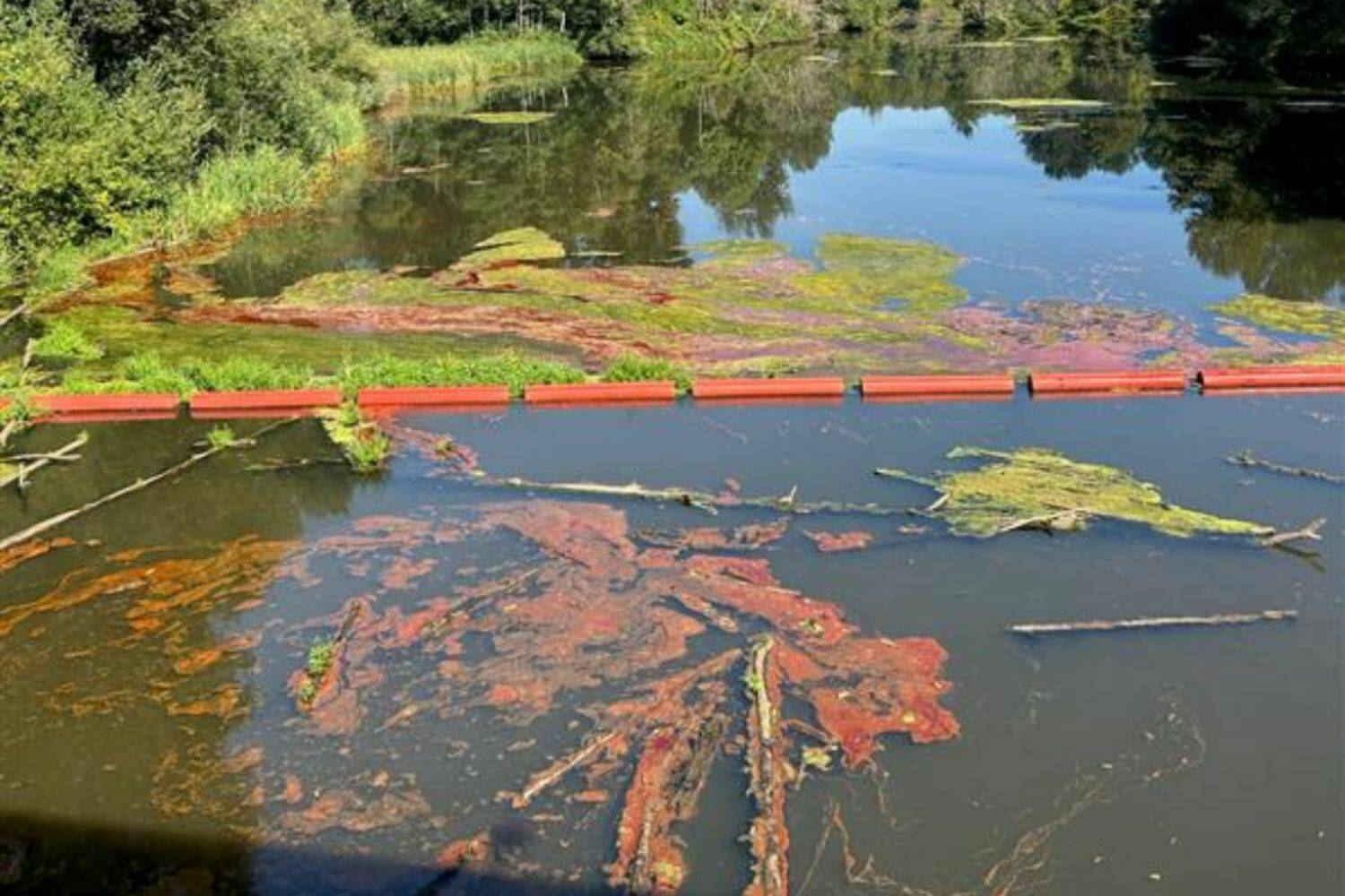 Cooking oil spill in the Black River wetland in Renton. (Screenshot from Dept. of Ecology twitter post)