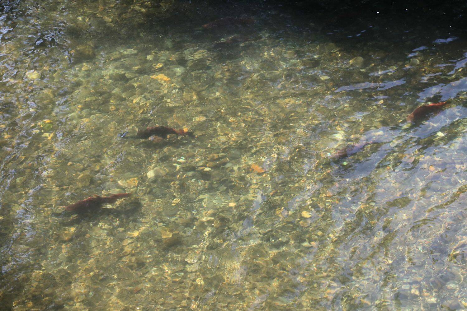 Sockeye Salmon with their morphed bodies, changed during the spawning season. (Cameron Sheppard/Sound Publishing)