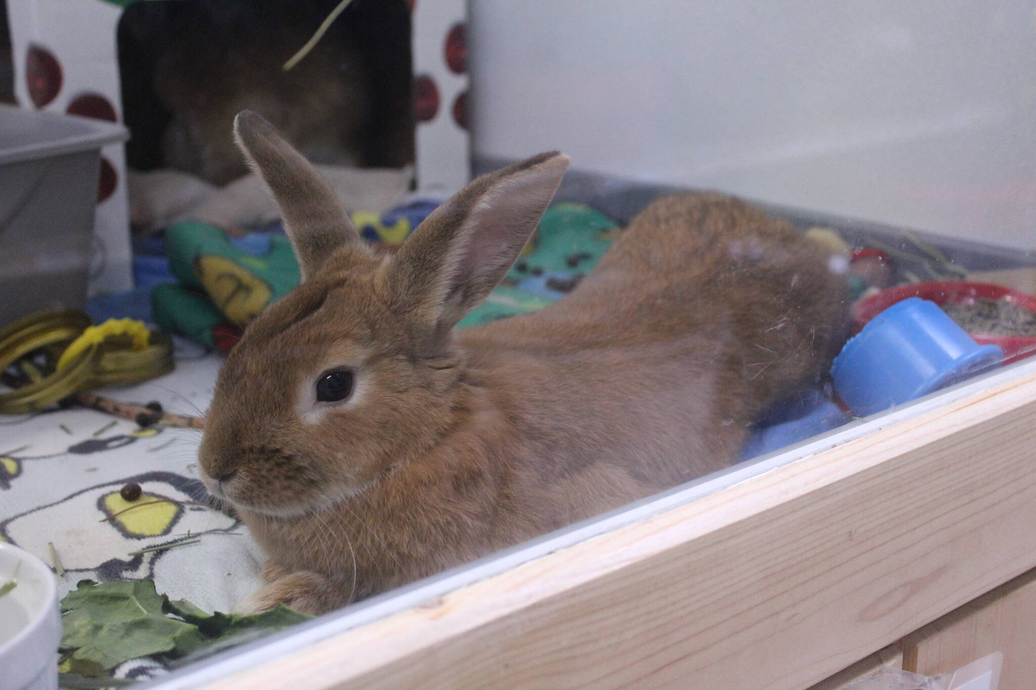 At Reber Ranch, customers and clients can adopt rabbits and cats. Photo by Bailey Jo Josie/Sound Publishing.