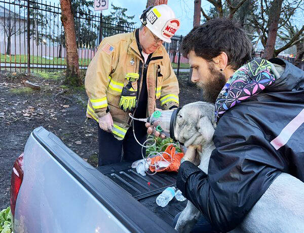King County Medic One provides oxygen to a dog rescued by firefighters from a Friday morning, Jan. 5 fire at The BLVD Apartments along South 272nd Street. COURTESY PHOTO, Puget Sound Fire