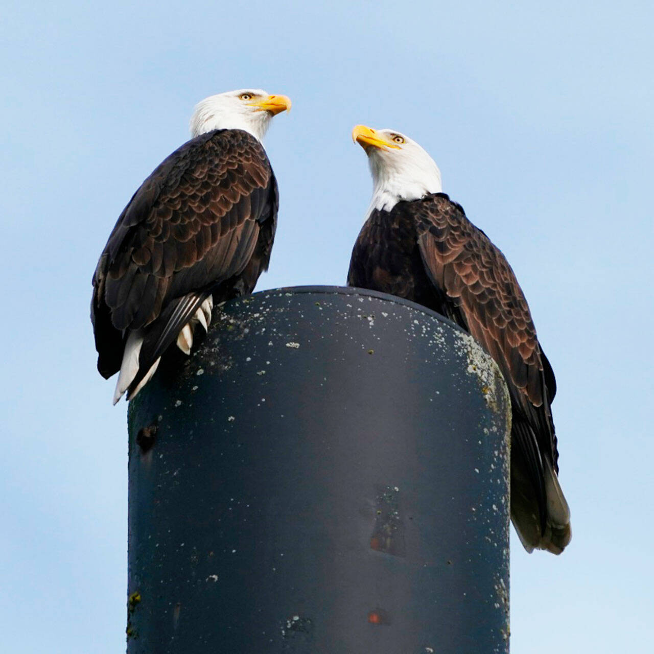 Eagles regularly sit on poles at the Riverbend Golf Course Driving Range in Kent along West Meeker Street. COURTESY PHOTO, Julene Bailie