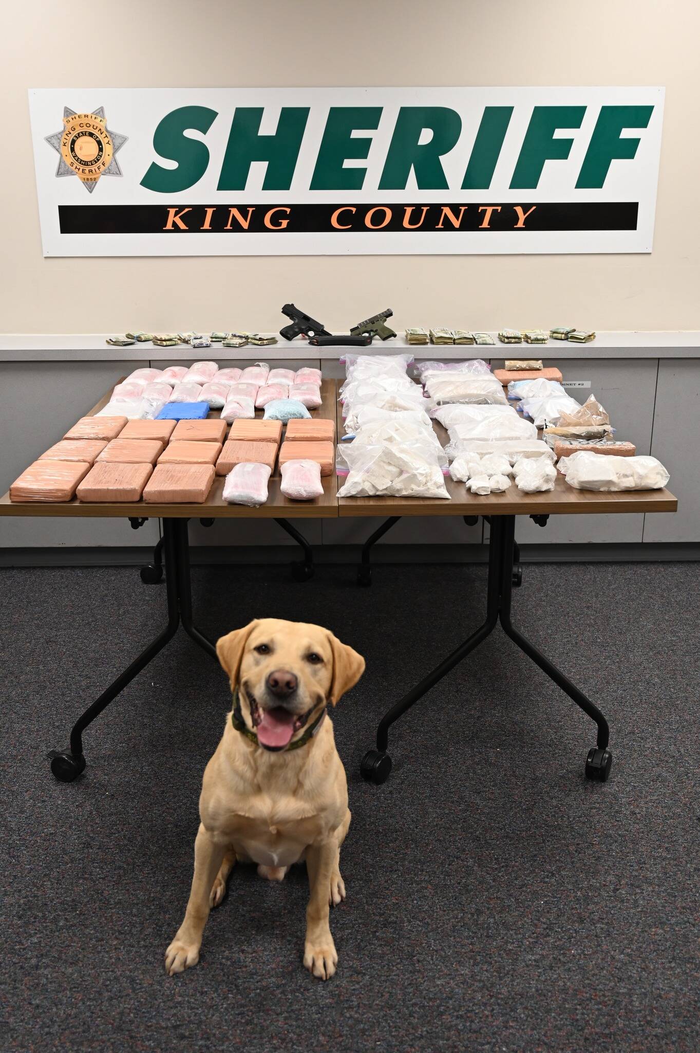 King County Sheriff’s Office K9 with seized drugs. COURTESY PHOTO, King County Sheriff’s Office