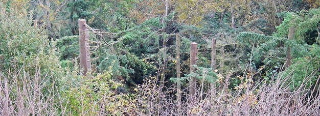 Trees were illegally cut last fall on city of Kent property on the West Hill. City officials are contacting three nearby property owners through the city's code enforcement process in an effort to restore the area.