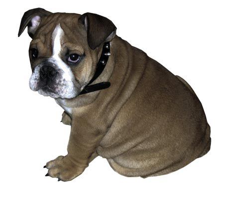 License your pet: The city of Kent and Regional Animal Services of King County will be going door-to-door starting this weekend