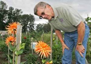 Renton resident Al Chmura grows nearly 250 dahlias at the Kent Pea Patch