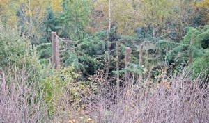 More than two dozen large trees were recently illegally topped on city-owned property in Kent on the West Hill near Reith Road.