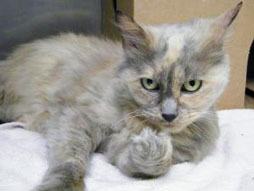 Cats six months and older can be adopted for free this month at the Kent Pet Adoption Center run by Regional Animal Services of King County.