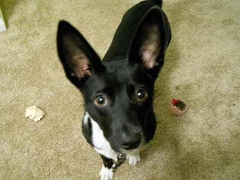 Editor Laura Pierce's dog